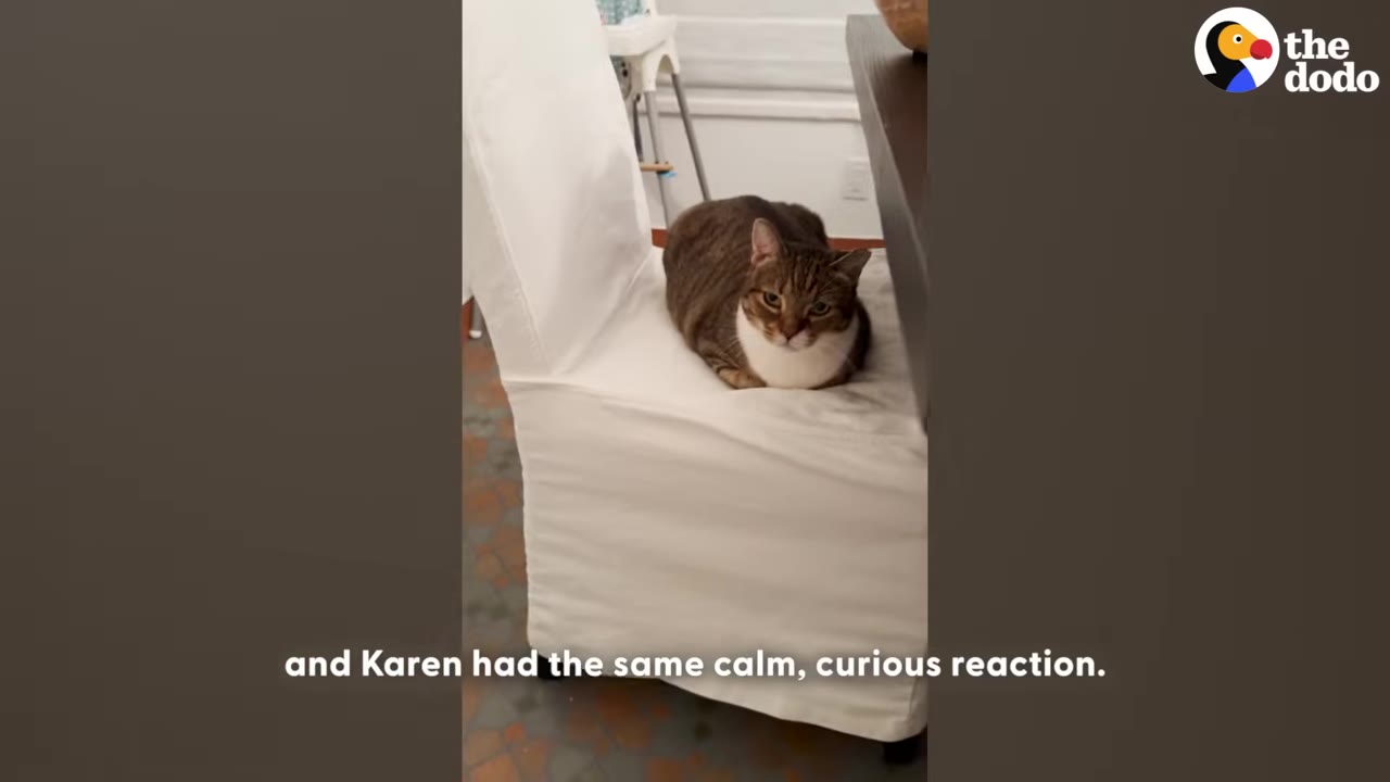 A brown and white tabby cat named Karen sitting calmly on a white fabric-covered dining chair.