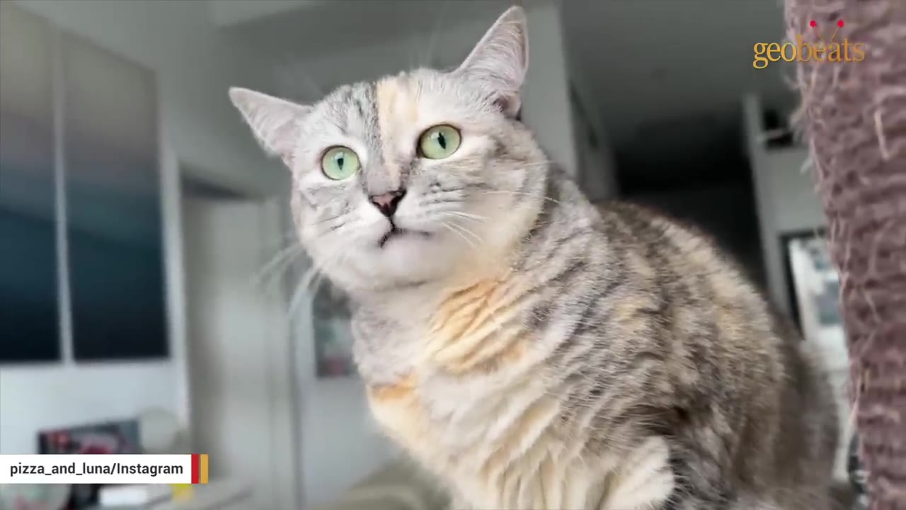 A close-up shot of a light grey and cream tabby cat with green eyes looking forward.