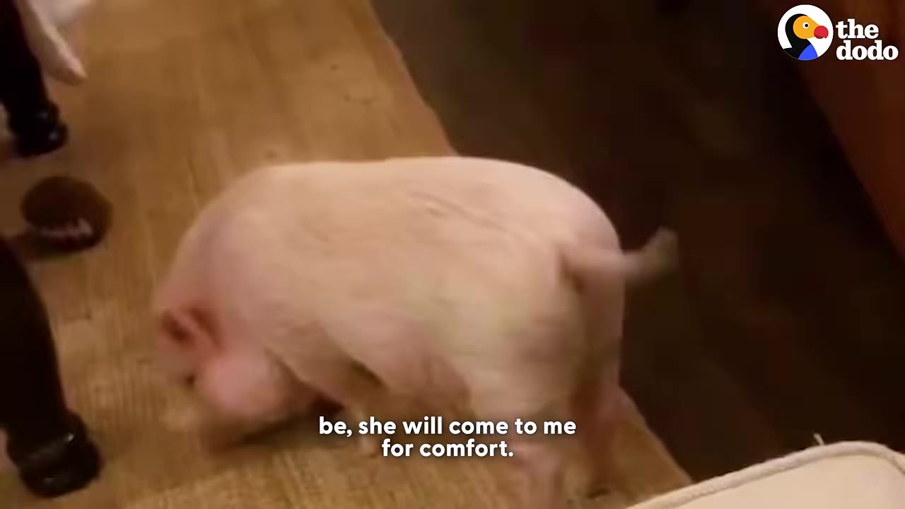 A small pink pig walks on a brown rug indoors.