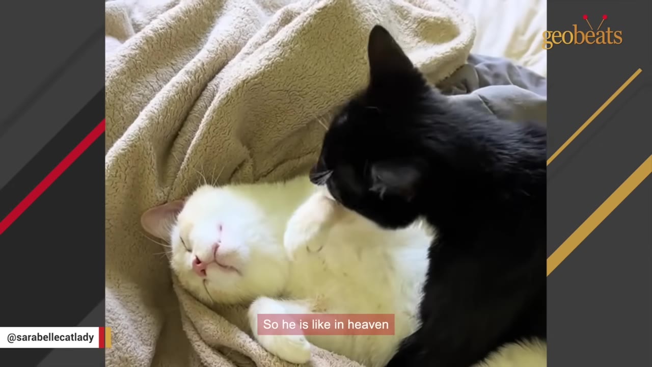 A white cat lies on its back on a beige blanket while a black cat grooms its paw.