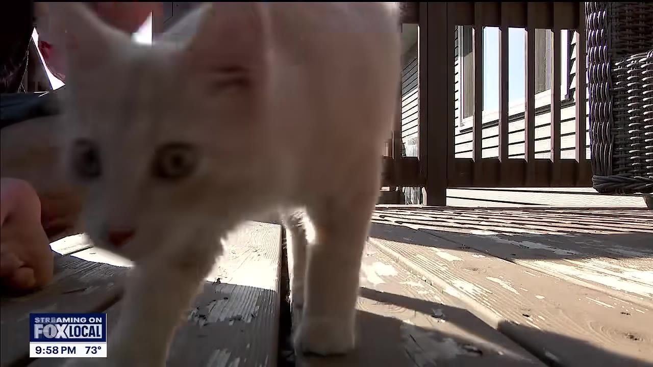 A light orange kitten walks on a wooden deck outside.