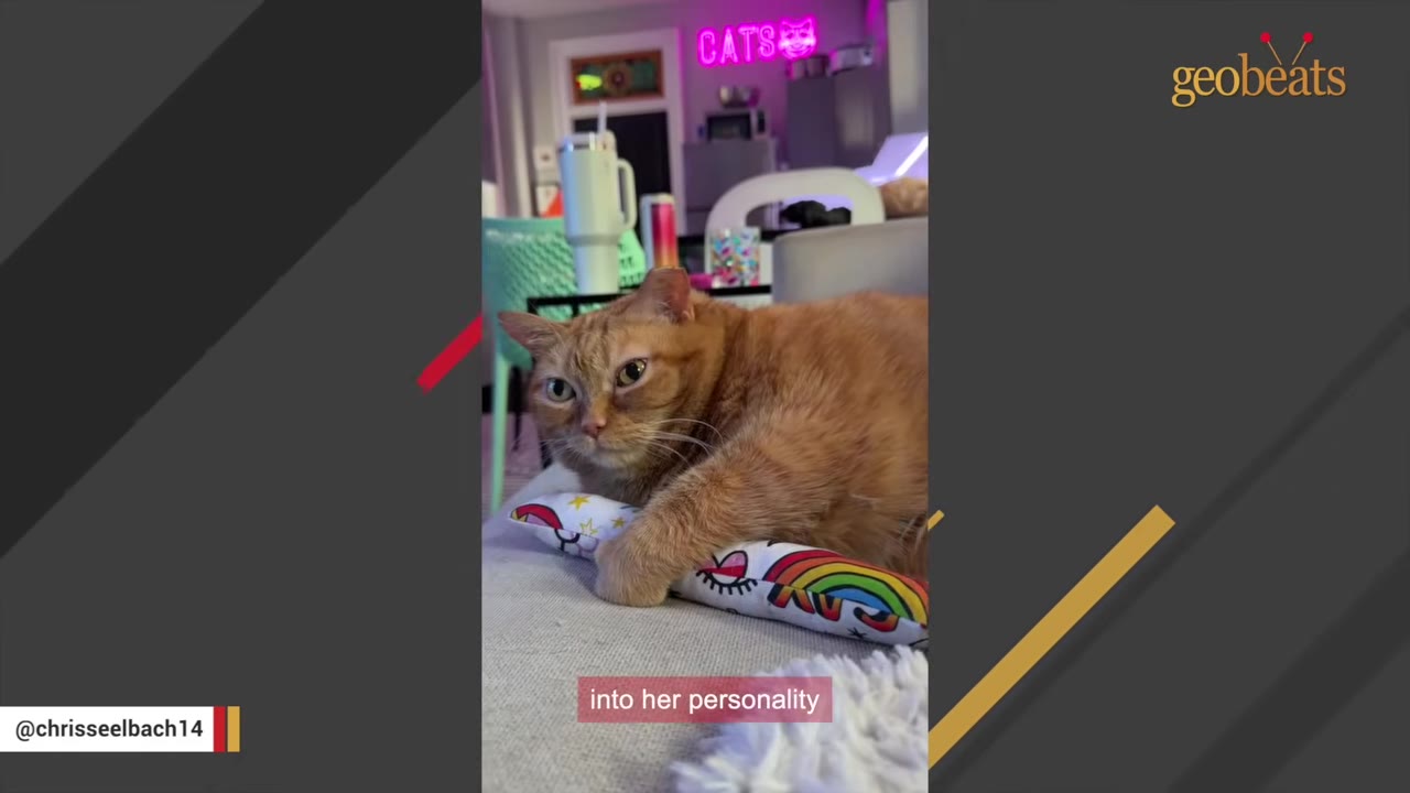 An orange tabby cat lying comfortably on a couch with its paw resting on a colorful rainbow-patterned toy.