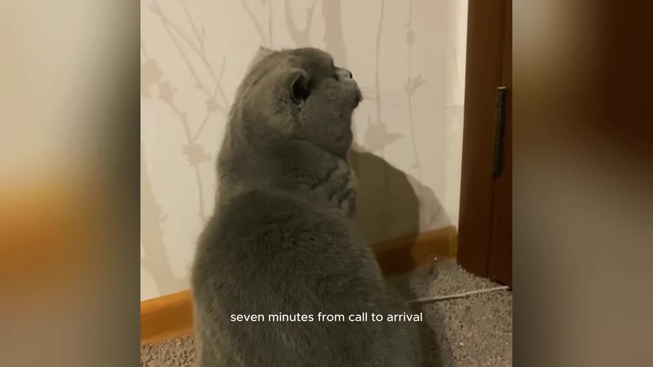 A grey Scottish Fold cat sits on a carpeted floor, facing away from the camera and looking toward a closed wooden door, with text overlay reading 'seven minutes from call to arrival'.