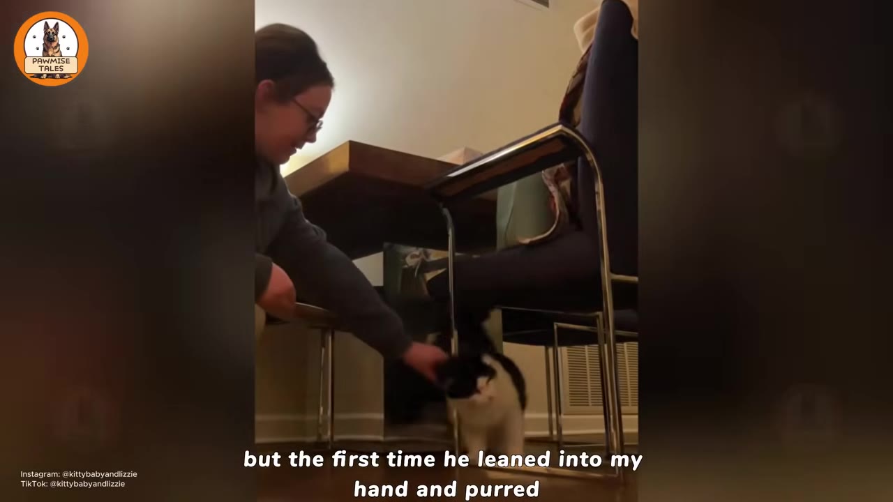 A woman smiles as she reaches under a chair to pet a black and white cat indoors.