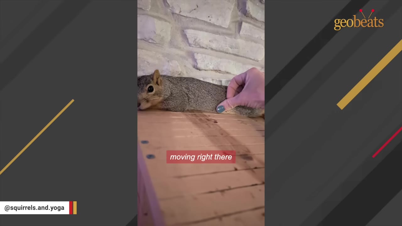 A close-up of a grey squirrel lying flat on a wooden surface while a person's hand gently touches its back near its hind leg.
