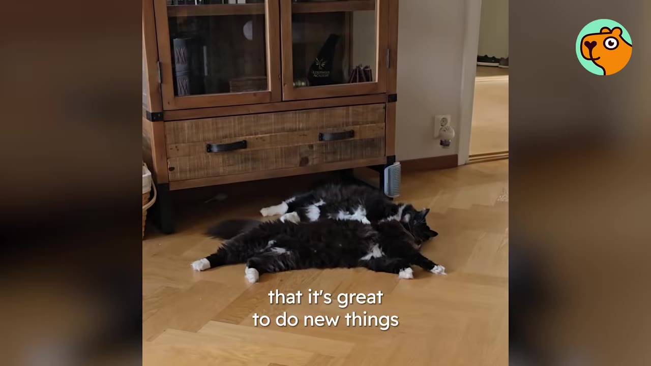 Two fluffy black and white cats lying relaxed on a wooden floor next to each other near a wooden cabinet.