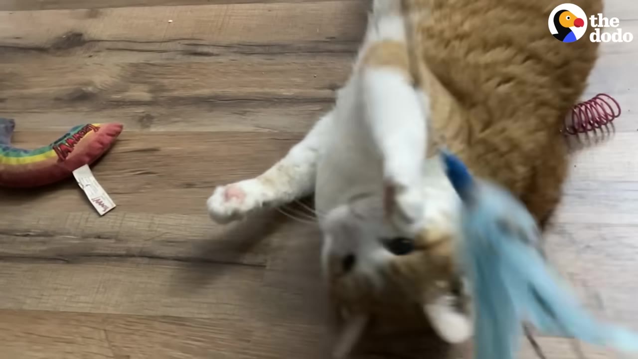 An orange and white cat lies on its back on a wooden floor, playfully batting at a blue feather toy with its paws.