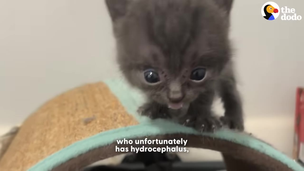 A close-up of a small, dark grey kitten with large eyes standing on a scratching post, with text on screen reading 'who unfortunately has hydrocephalus,'.