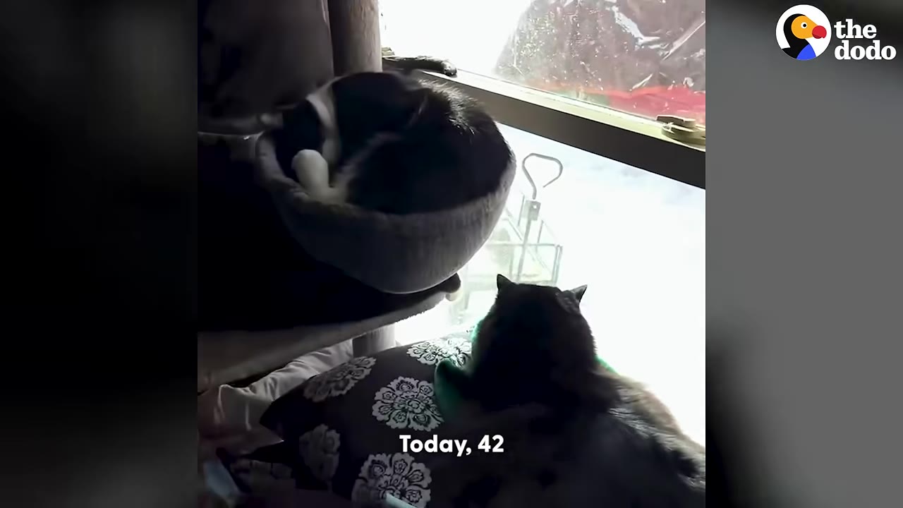 Two cats inside a room near a window, with one curled up in a cat tree hammock and another sitting on a patterned pillow looking outside.