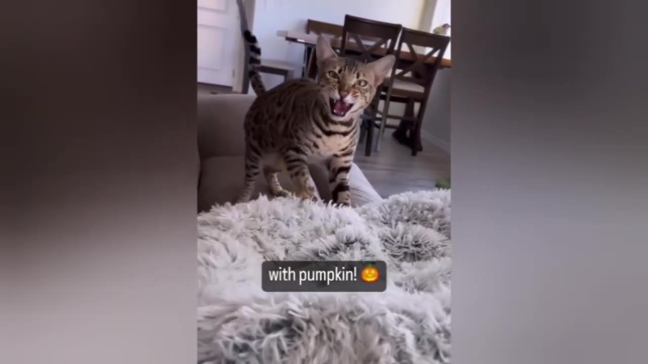 A spotted Bengal cat stands on a beige sofa behind a fluffy white blanket, opening its mouth wide in a hiss or vocalization.