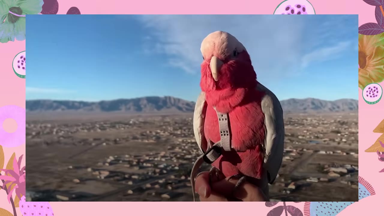 A pink and grey galah parrot wearing a harness, perched on a hand high in the air with a desert town and mountains visible far below.