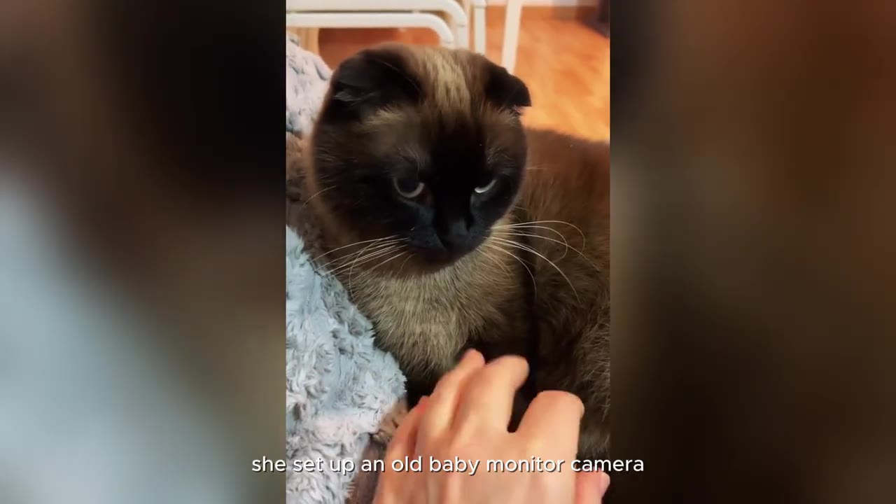 A close-up of a Siamese cat with folded ears looking down as a hand gently pets it, with text overlay reading 'she set up an old baby monitor camera'.