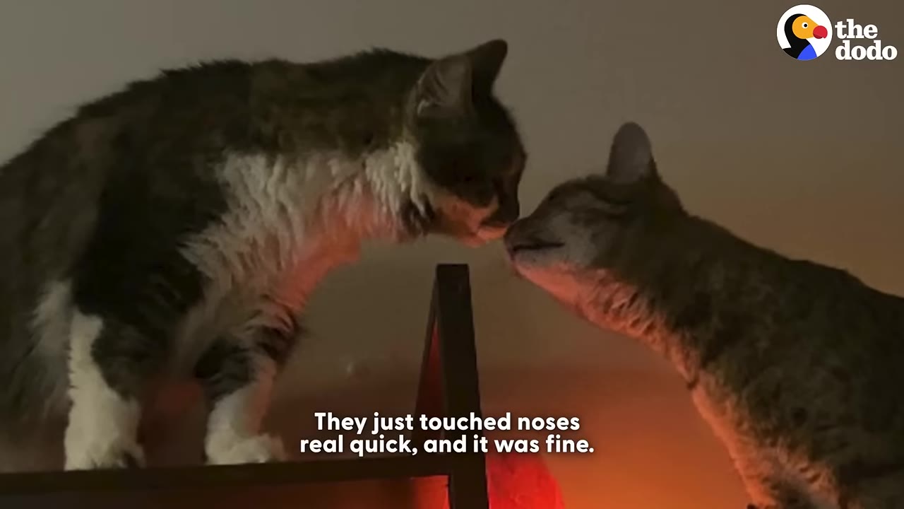 Two cats gently touching noses in a dimly lit room.
