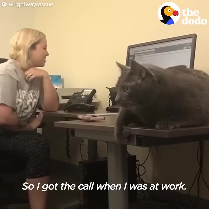 A blonde woman sits at an office desk smiling, with a large grey cat sitting on the desk in the foreground next to a computer monitor. The subtitle reads, 'So I got the call when I was at work.'