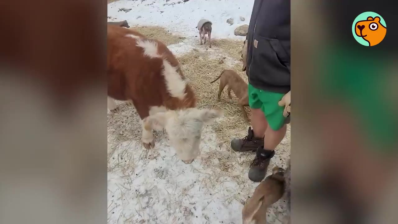 A brown and white calf stands in a snowy yard near a person in green shorts and boots, surrounded by several small brown puppies running on the straw-covered ground.