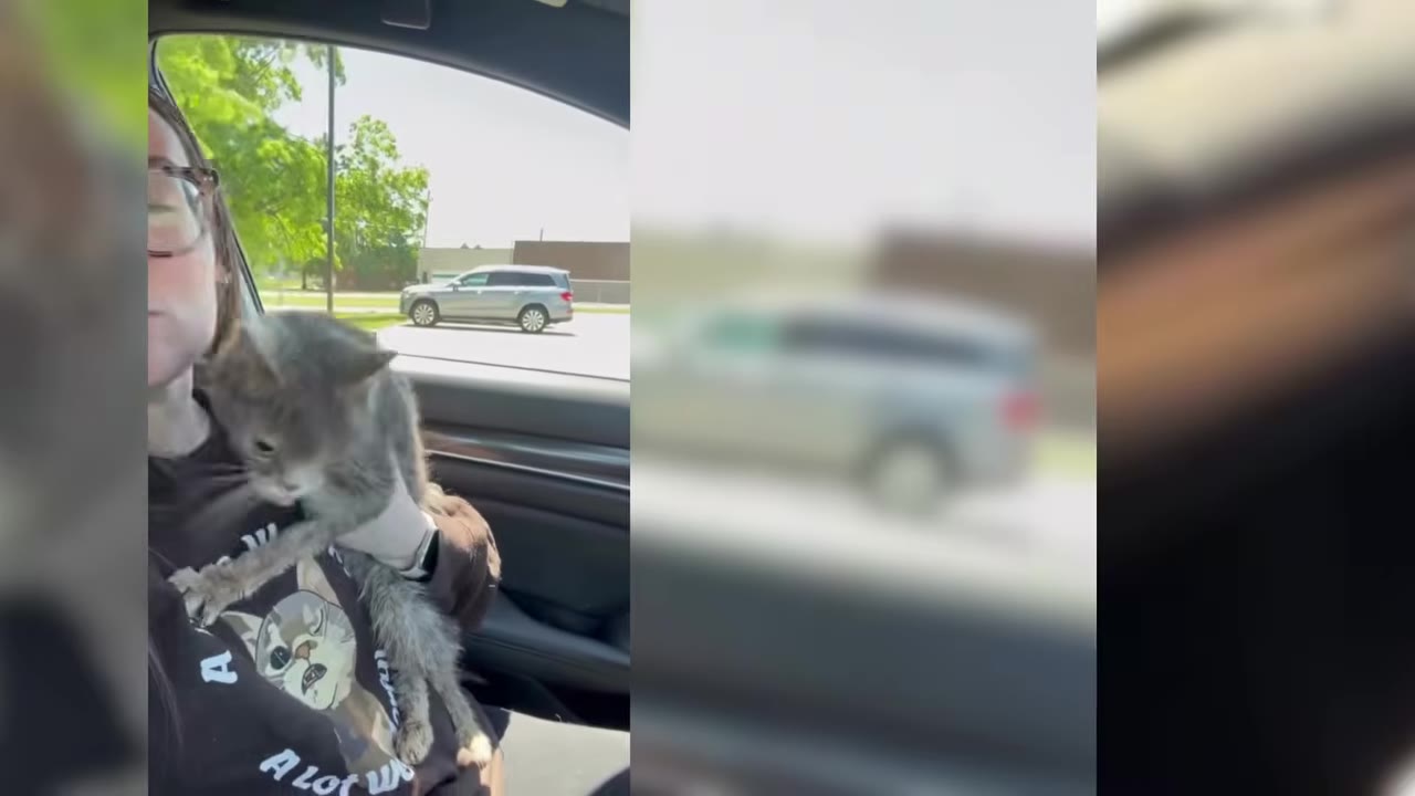 A woman wearing glasses holds a small, scruffy grey cat in her lap while sitting inside a car.