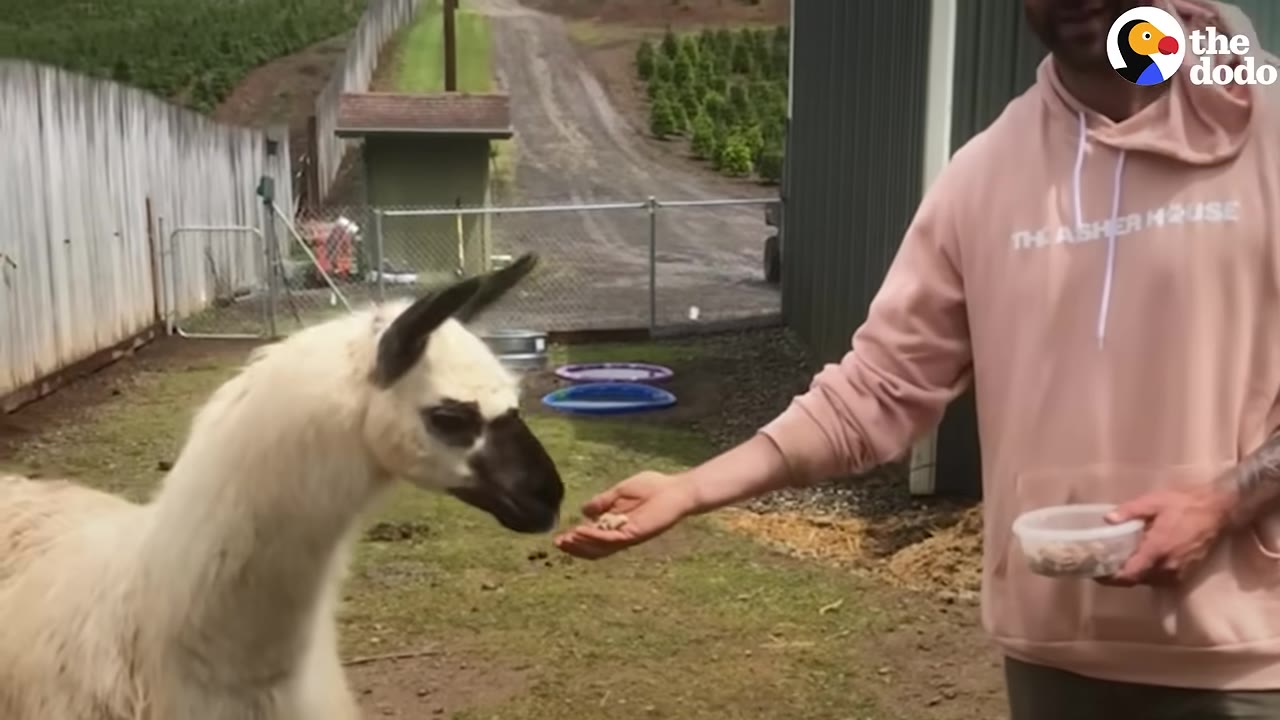 A man in a pink hoodie feeds a white llama with a black face directly from his open hand.