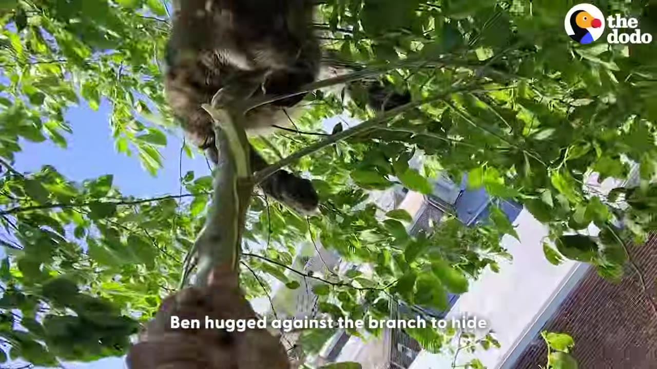 A low-angle shot looking up into a leafy green tree where a fluffy tabby cat is clinging tightly to a thin branch.