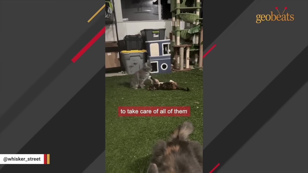 A grey cat stands over a calico cat lying on its back on artificial grass, with a third cat's fluffy tail visible in the foreground.