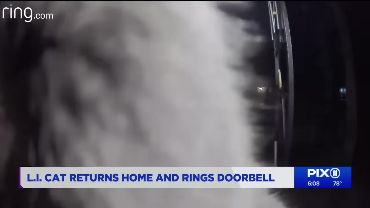 A close-up, blurry view of a white cat's fur directly in front of a Ring doorbell camera lens at night.