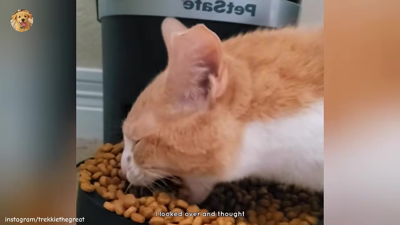 An orange and white cat eating dry food directly from the bowl of an automatic pet feeder.