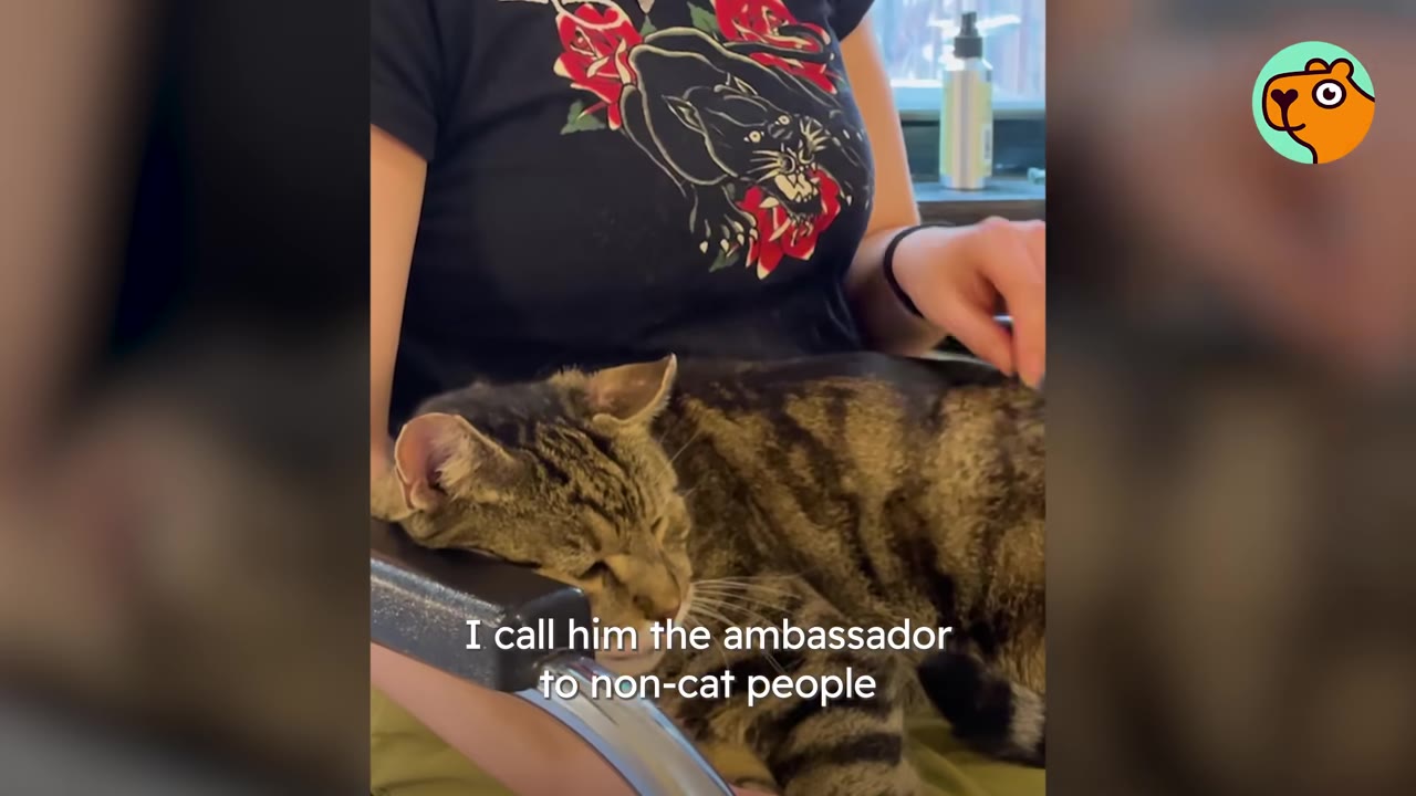 A tabby cat resting peacefully on a person's lap while being gently petted, with text overlay reading 'I call him the ambassador to non-cat people'.