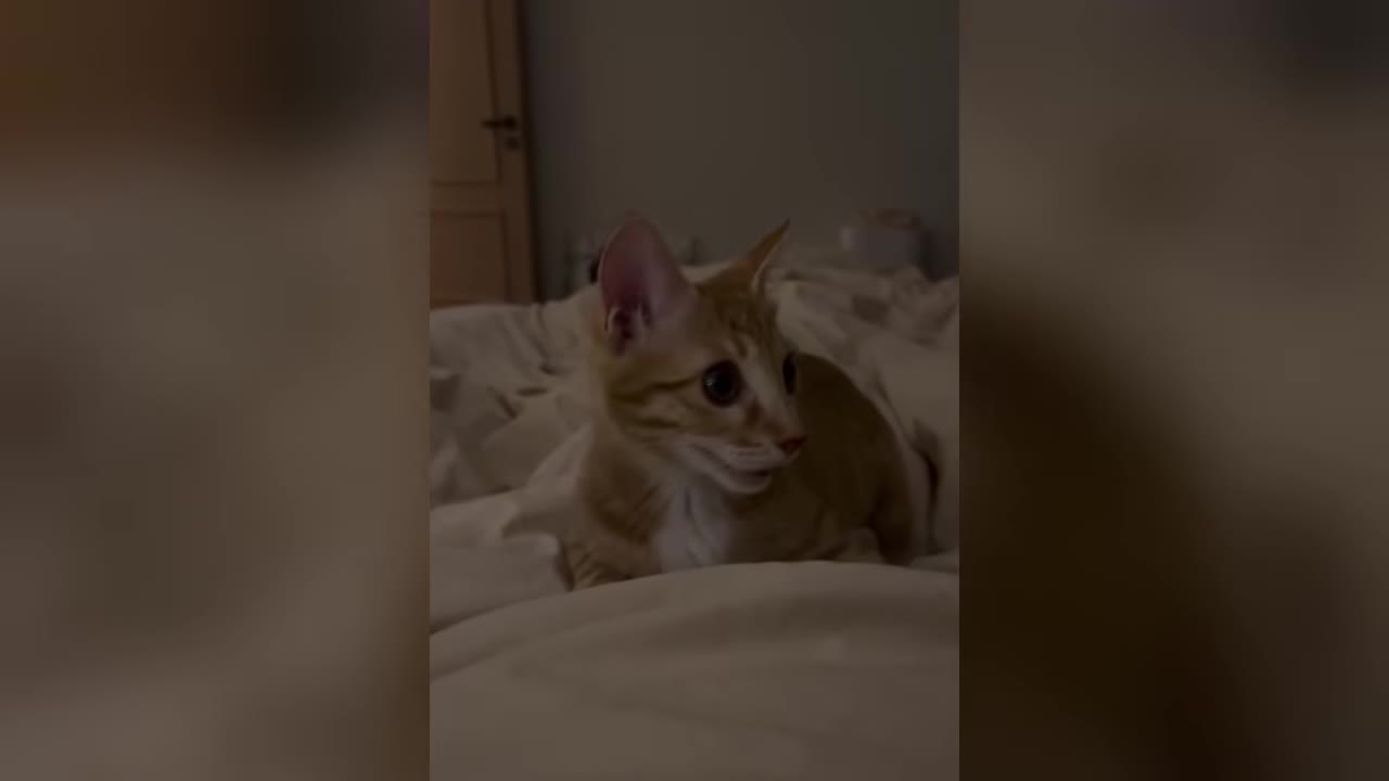 An orange tabby kitten sits alertly on a white bed in a dimly lit room.