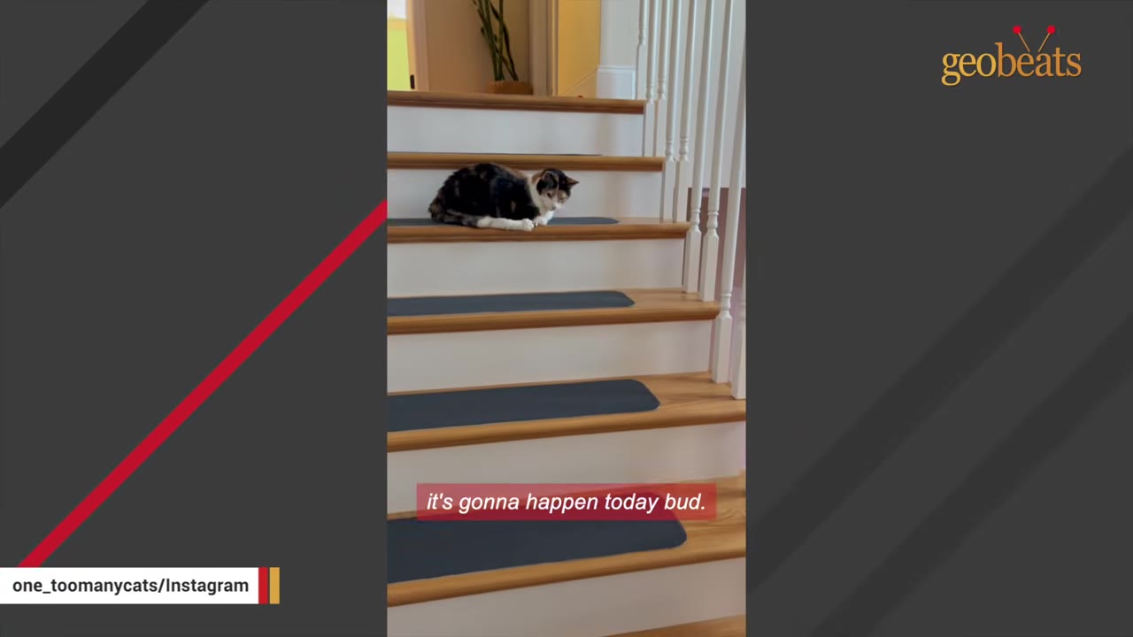 A calico cat sits on a wooden step of a staircase with white balusters.