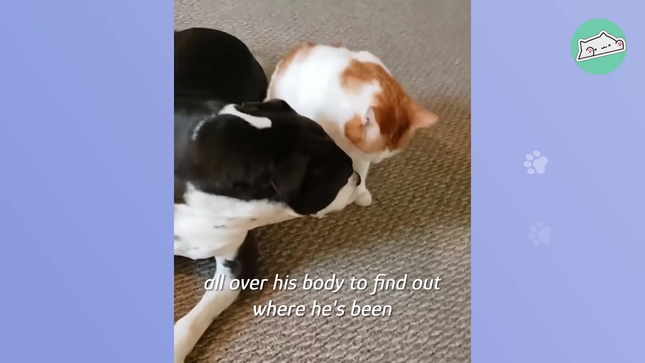 A black and white dog gently sniffs an orange and white cat on a carpeted floor.