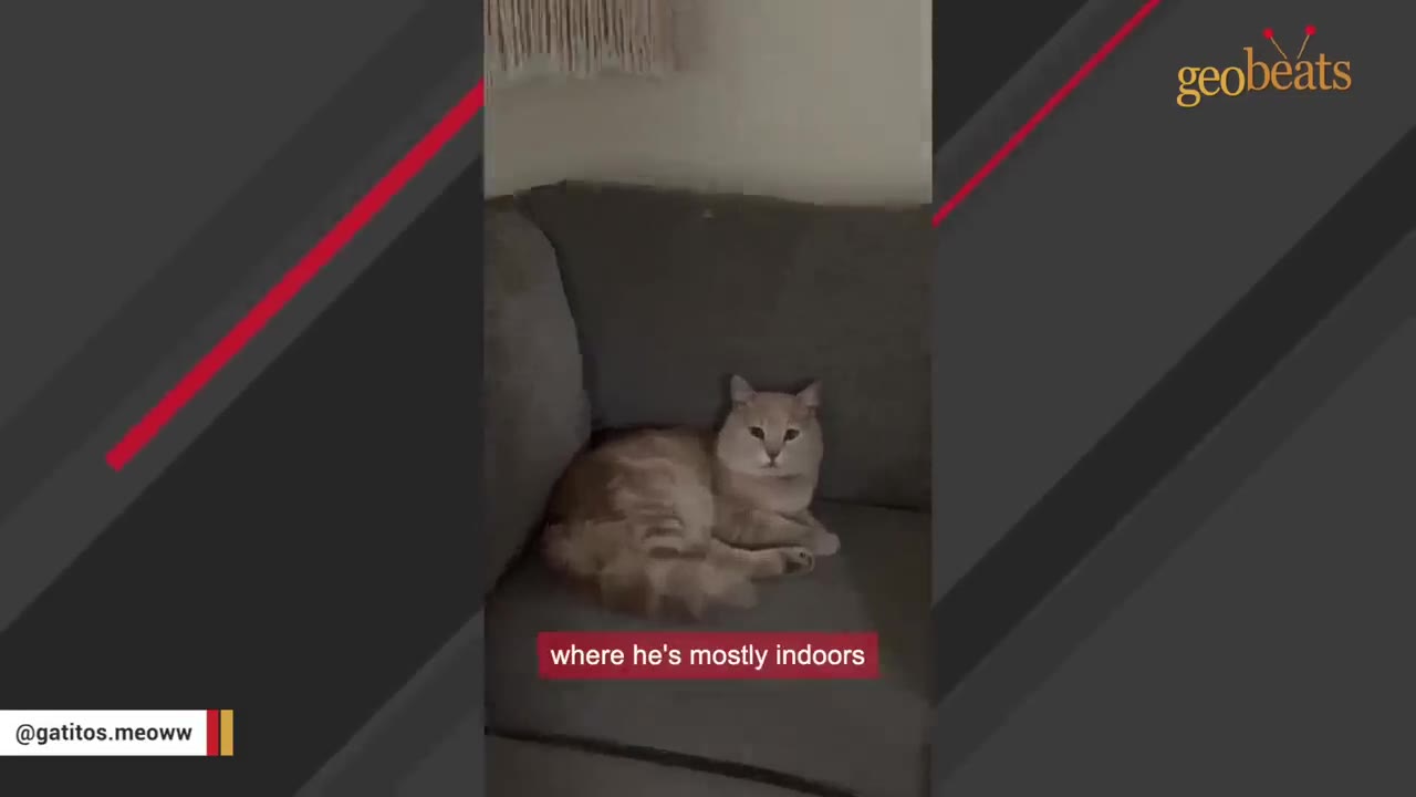 A light orange cat lying down comfortably on a grey couch.