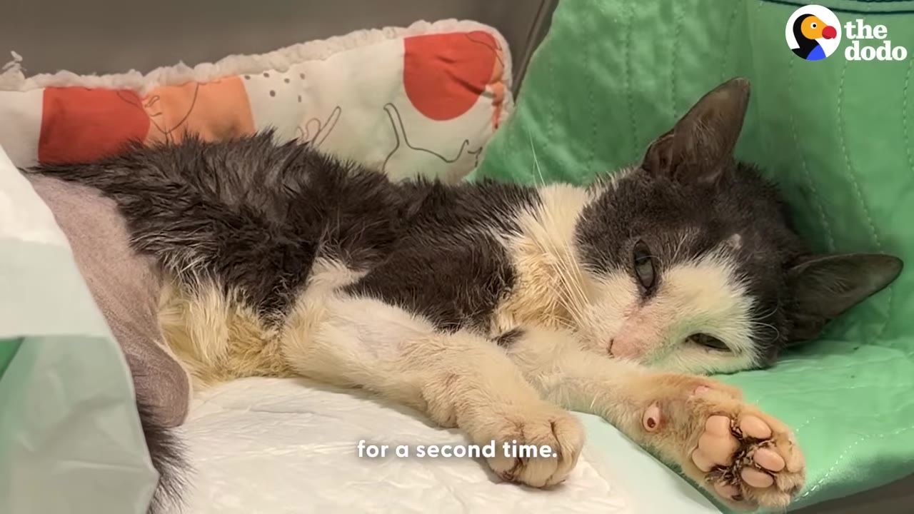 A sick black and white cat with shaved front legs lies weakly on a white pad in a veterinary clinic bed.