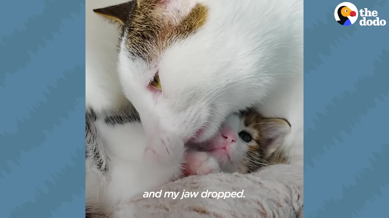 An adult white cat with brown patches gently licks a tiny calico kitten who is lying down, with the subtitle 'and my jaw dropped' visible at the bottom.