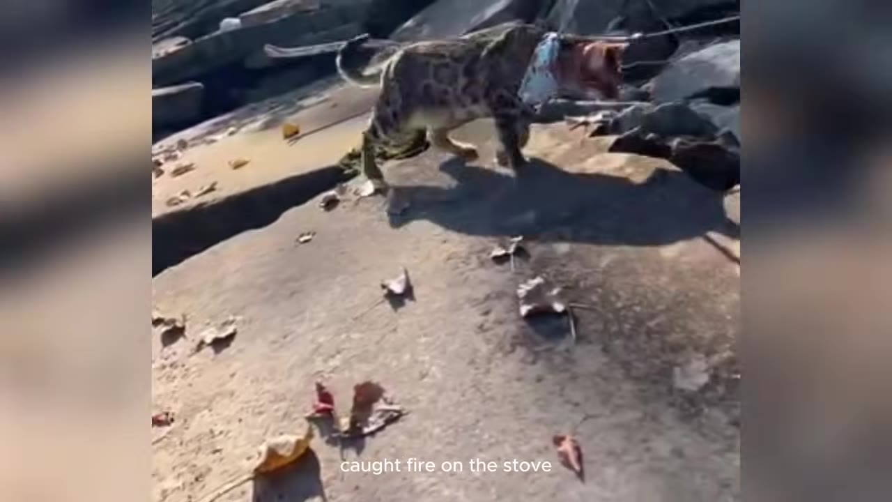 A Bengal cat wearing a collar walks across a rocky surface with dry leaves, with the text 'caught fire on the stove' superimposed at the bottom.