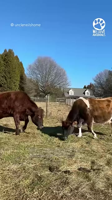 Cow Spent 17 Years In Dairy Industry Until One Meeting In New Jersey Changed Her Entire Retirement