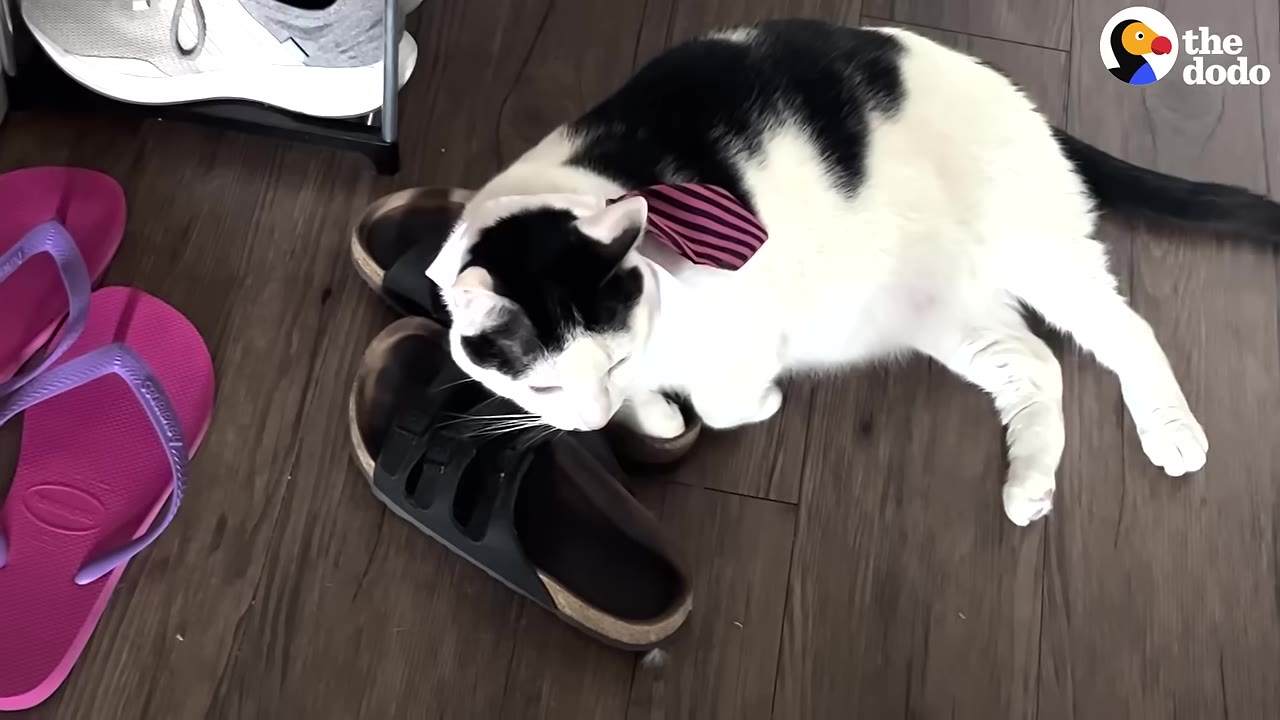 A black and white cat wearing a small pink striped tie lies on a wooden floor, sniffing a black sandal.
