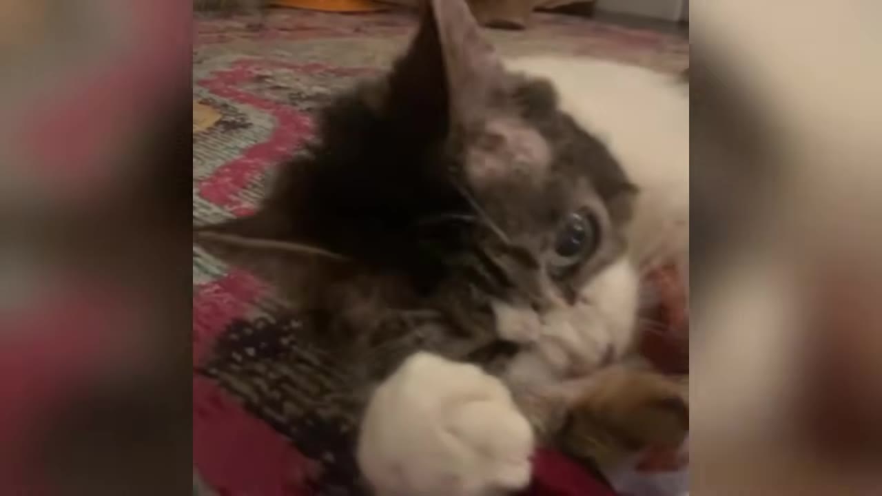 A close-up of a fluffy tabby and white cat lying down on a patterned rug, looking weak and looking towards the camera.