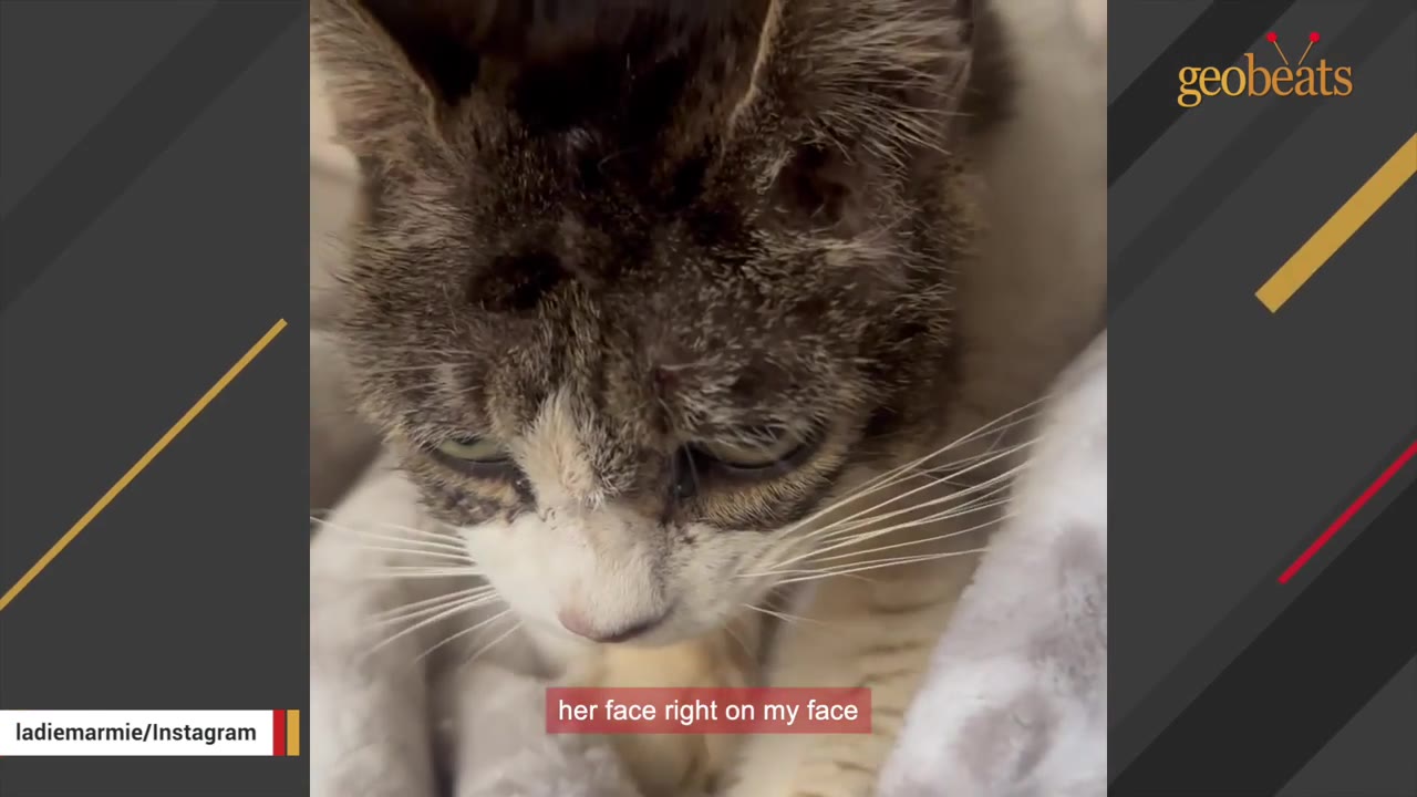A close-up shot of a brown and white cat looking down while snuggling close to its owner.