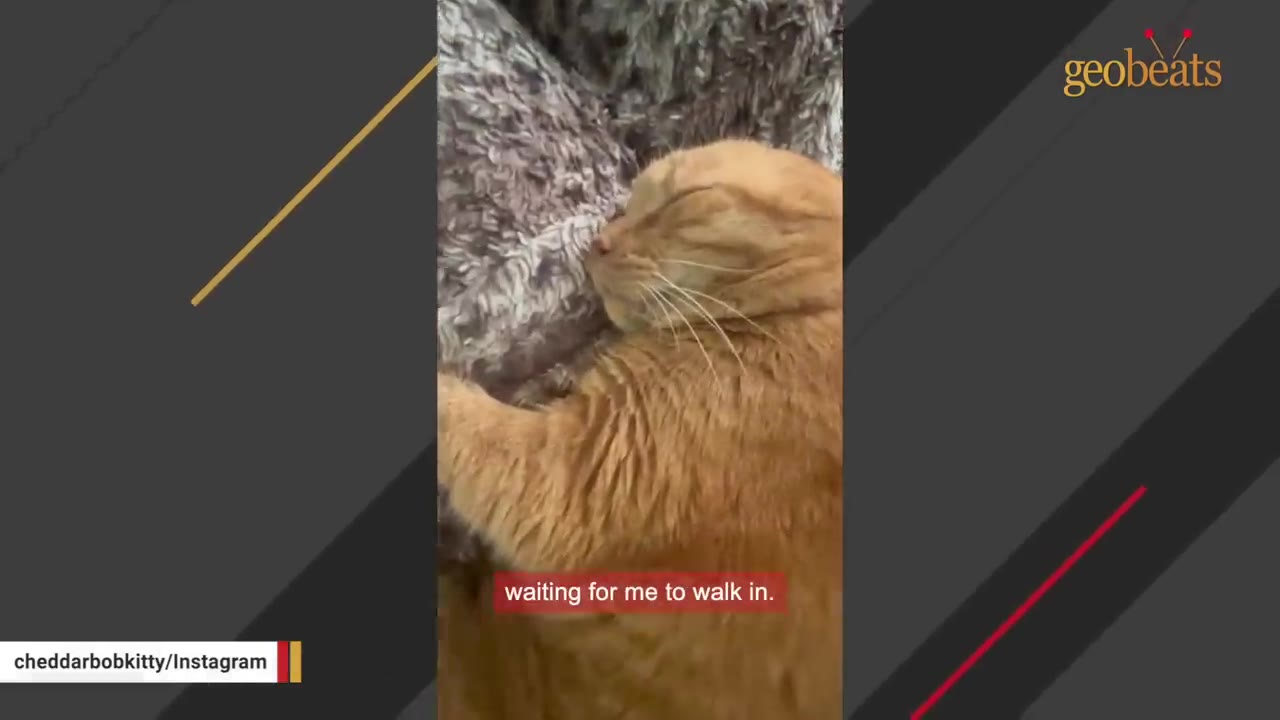 A close-up shot of Cheddar Bob, an orange tabby cat, resting with his eyes closed on a soft blanket, with a subtitle reading 'waiting for me to walk in.'