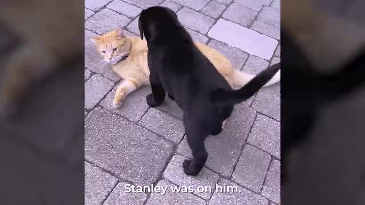 A black puppy stands over an orange cat lying on a paved patio.