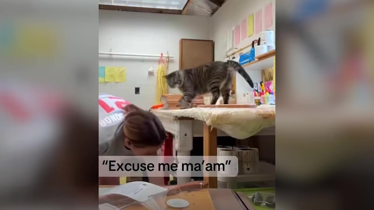 A tabby cat walks on a workshop table next to a woman working, with a text overlay that reads 'Excuse me ma'am'.