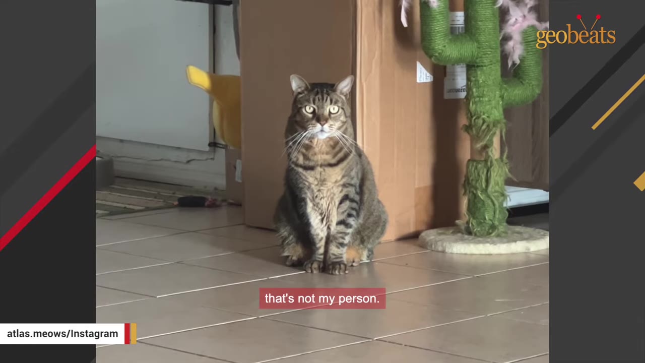 A tabby cat sits on a tiled floor looking directly at the camera with a wide-eyed, alert expression, next to a cardboard box and a green cactus-shaped scratching post.