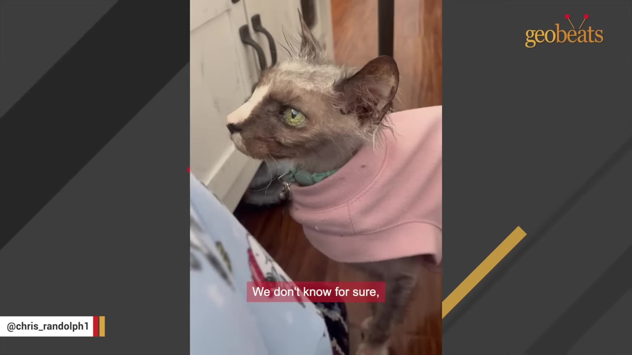 A close-up shot of an elderly, partially hairless cat wearing a pink sweater, looking off to the side with green eyes.