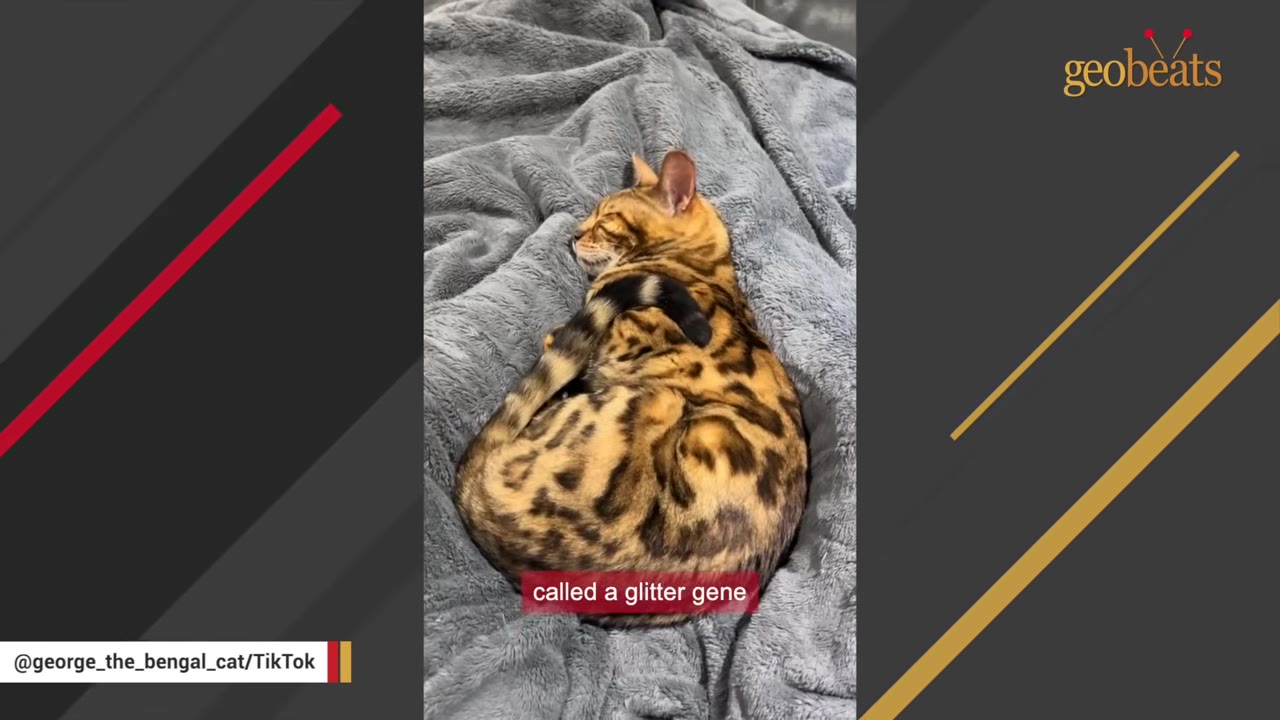 A Bengal cat with a beautifully patterned, spotted coat curled up asleep on a soft grey blanket.