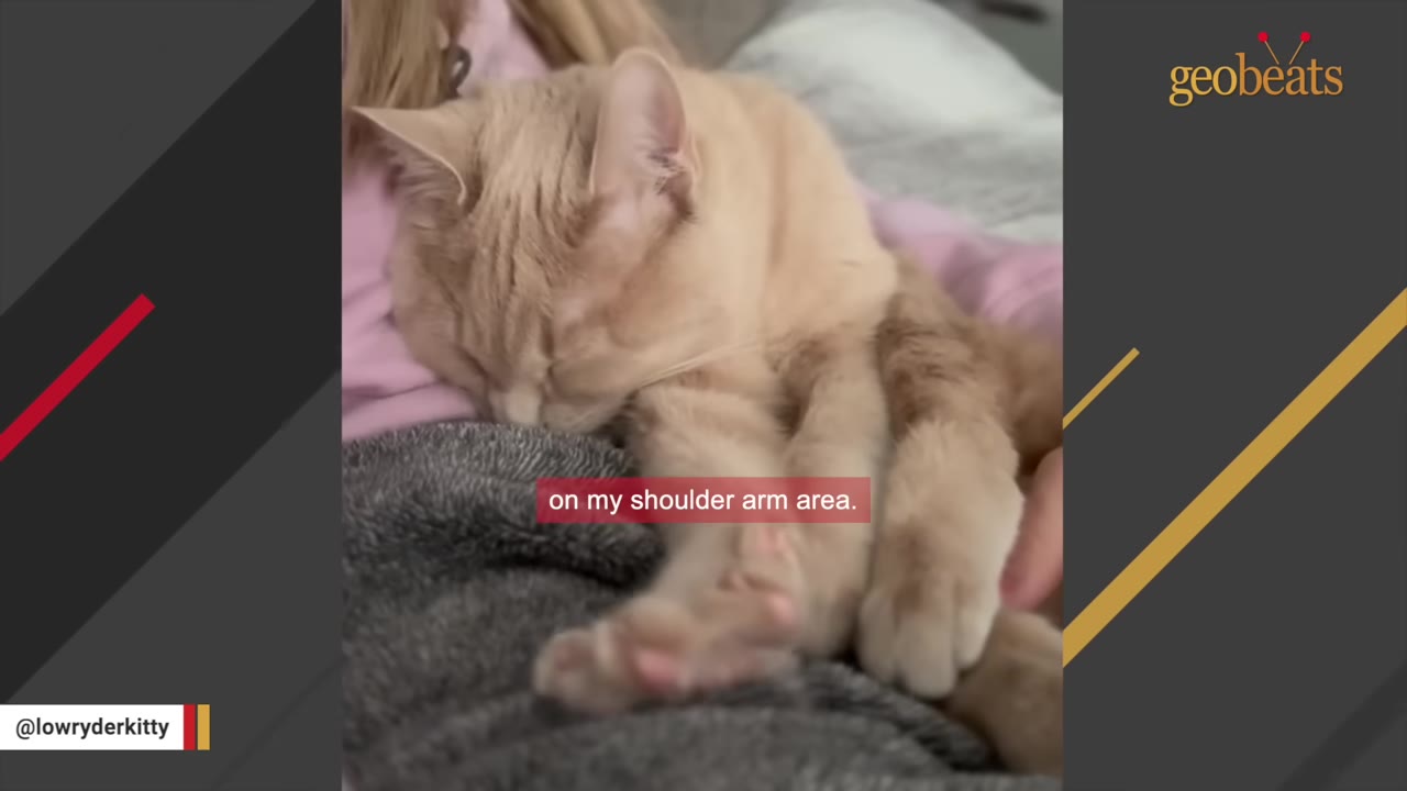A close-up of a light orange cat sleeping peacefully on a person's lap, with its paws stretched out on a grey blanket.