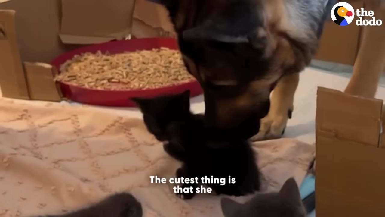 A German Shepherd gently leans down to sniff a tiny black kitten sitting on a blanket.