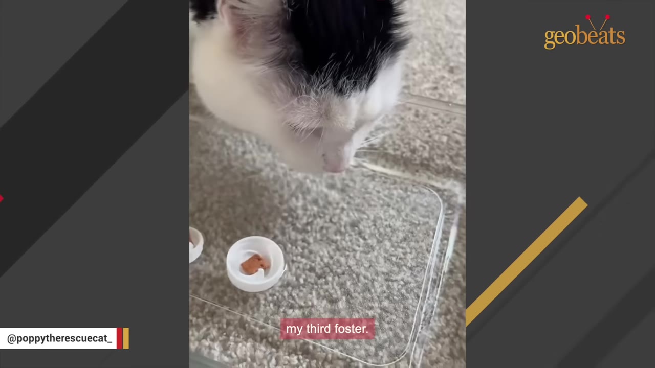 A close-up of a black and white cat looking down at a small treat placed in a white plastic bottle cap.