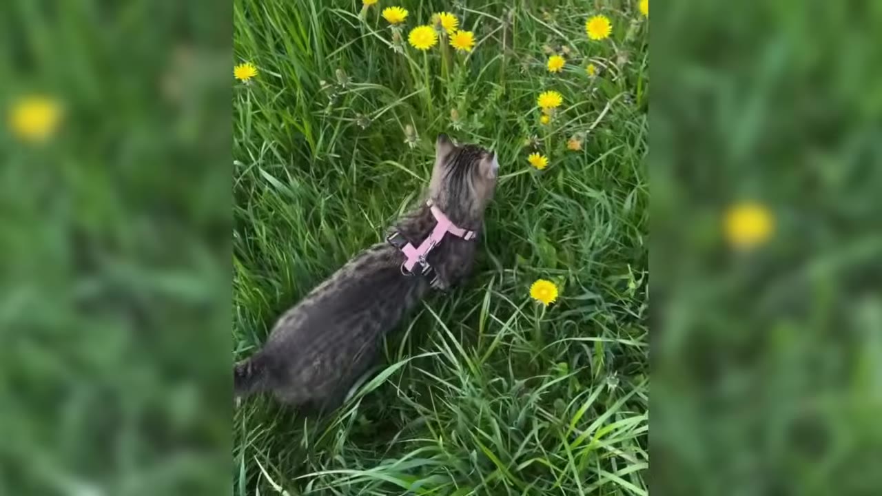 A tabby cat wearing a pink harness sniffs yellow dandelion flowers in a patch of tall green grass.