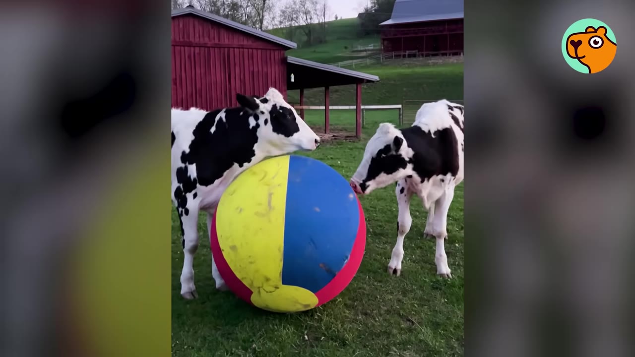 Two black and white cows standing on a grassy field, playing together with a large, colorful beach ball.