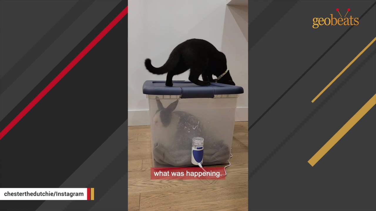 A black cat stands on top of a translucent plastic box containing a black and white rabbit, sniffing the lid of the box.