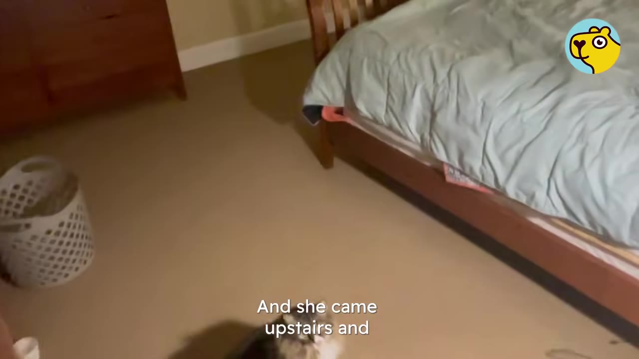 A fluffy cat sits on the carpeted floor of a bedroom next to a bed with a light blue comforter.
